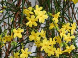 Jasmin étoilé, d'hivers, persistant caduc, fleur blanche rose ou jaune, feuillage panaché ou vert